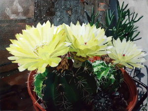 cactus a fiori gialli