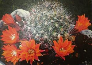 cactus in fiore