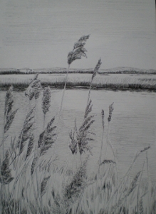 river reeds